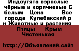 Индоутята взраслые чёрные и коричневые С белым › Цена ­ 450 - Все города, Кулебакский р-н Животные и растения » Птицы   . Крым,Чистенькая